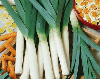 Leek Seeds, Hạt Hành Boa Rô