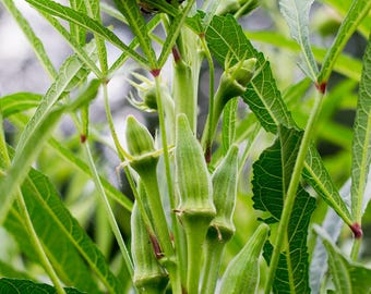 Green Okra Seeds - Hạt Đậu Bắp Xanh Cao Sản