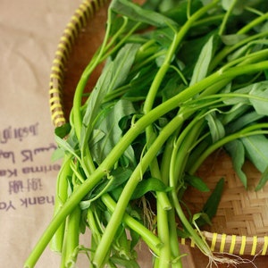 Small Leaf Water Spinach Seeds - China spinach seeds - Hạt rau muống lá nhỏ