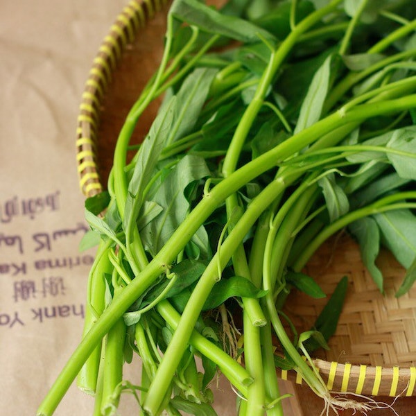 Small Leaf Water Spinach Seeds - China spinach seeds - Hạt rau muống lá nhỏ