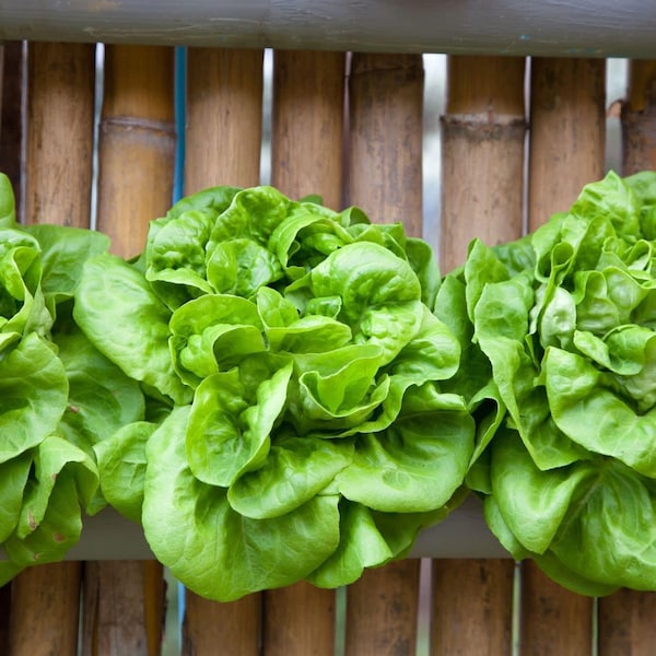 Butterhead Lettuce Seeds, Bibb Lettuce Seeds, Hạt xà lách búp