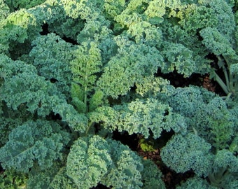 Blue Curled Kale Seeds - Hạt Cải Kale