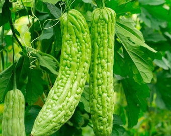 Bitter Melon, Bitter Gourd, Hat Giống Khổ Qua Da Láng F1