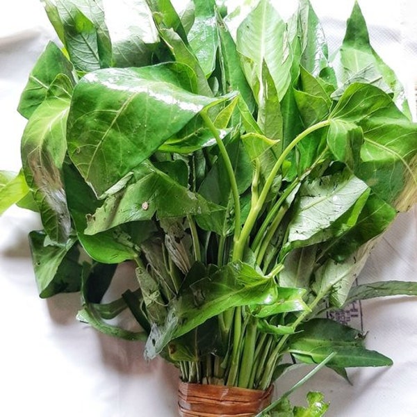 Large Water Spinach Seeds, Kangkong, Ong Choy, Hạt Rau Muống Lá Lớn