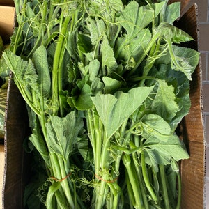High Top Pumpkin Seeds, Hạt Bí Siêu Ngọn