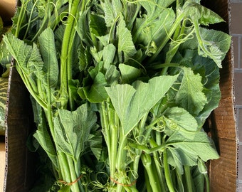 High Top Pumpkin Seeds, Hạt Bí Siêu Ngọn