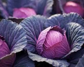 Red Cabbage Seed, Copenhagen Market - Hạt Bắp Cải