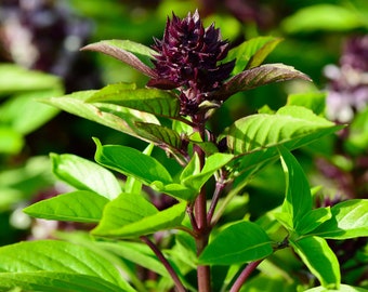 Thai Basil Seeds - Hạt Húng Quế