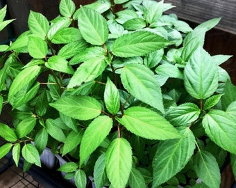 Red Jute seeds - Saluyot - Molokhia - Egyptian Spinach - Rau Đay Đỏ