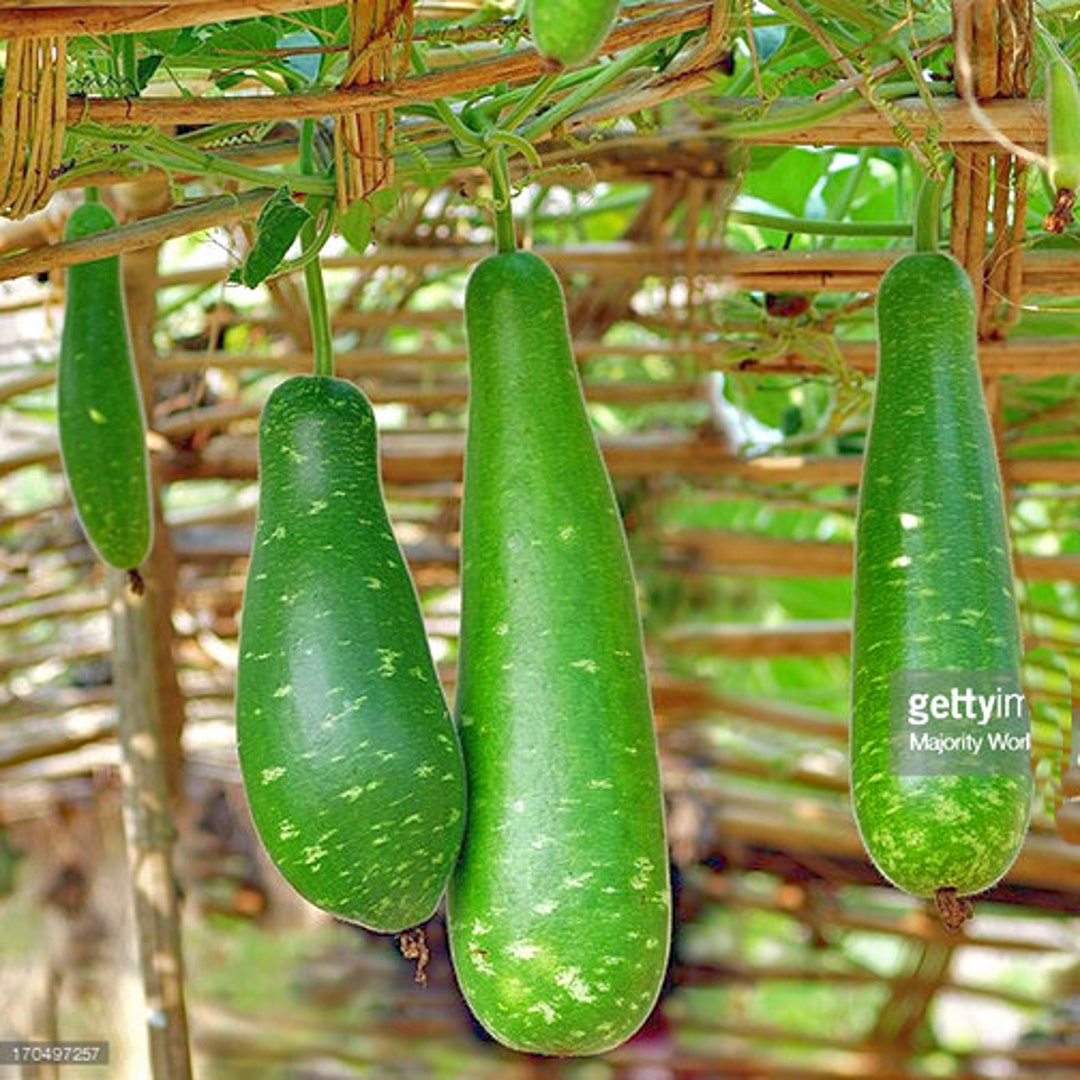 Calabash Seeds, Bottle Gourd Seeds, Hạt Bầu Sao Ngắn Etsy