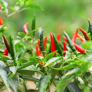 May include: Close-up of a chili pepper plant with green leaves and red and green chili peppers.