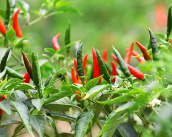 Birdseye Chili Pepper Seeds, Thai Hot Pepper,  Hạt Ớt Chỉ Thiên