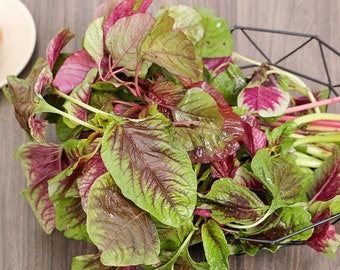 Amaranthus Seeds, Hạt Dền Tía