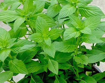 Ocimum Basil Seed. Rau Thơm - Hạt É Trắng, Húng Cay