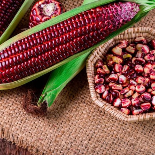 Purple Sticky Corn Seeds, Hat Bap Nep Tim