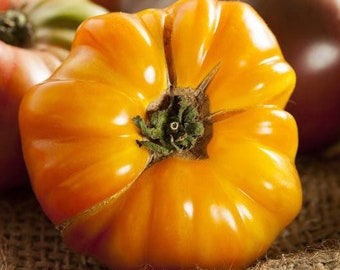 NON-GMO Amana Yellow Tomato Seeds, Hạt Cà Chua Vàng Siêu To