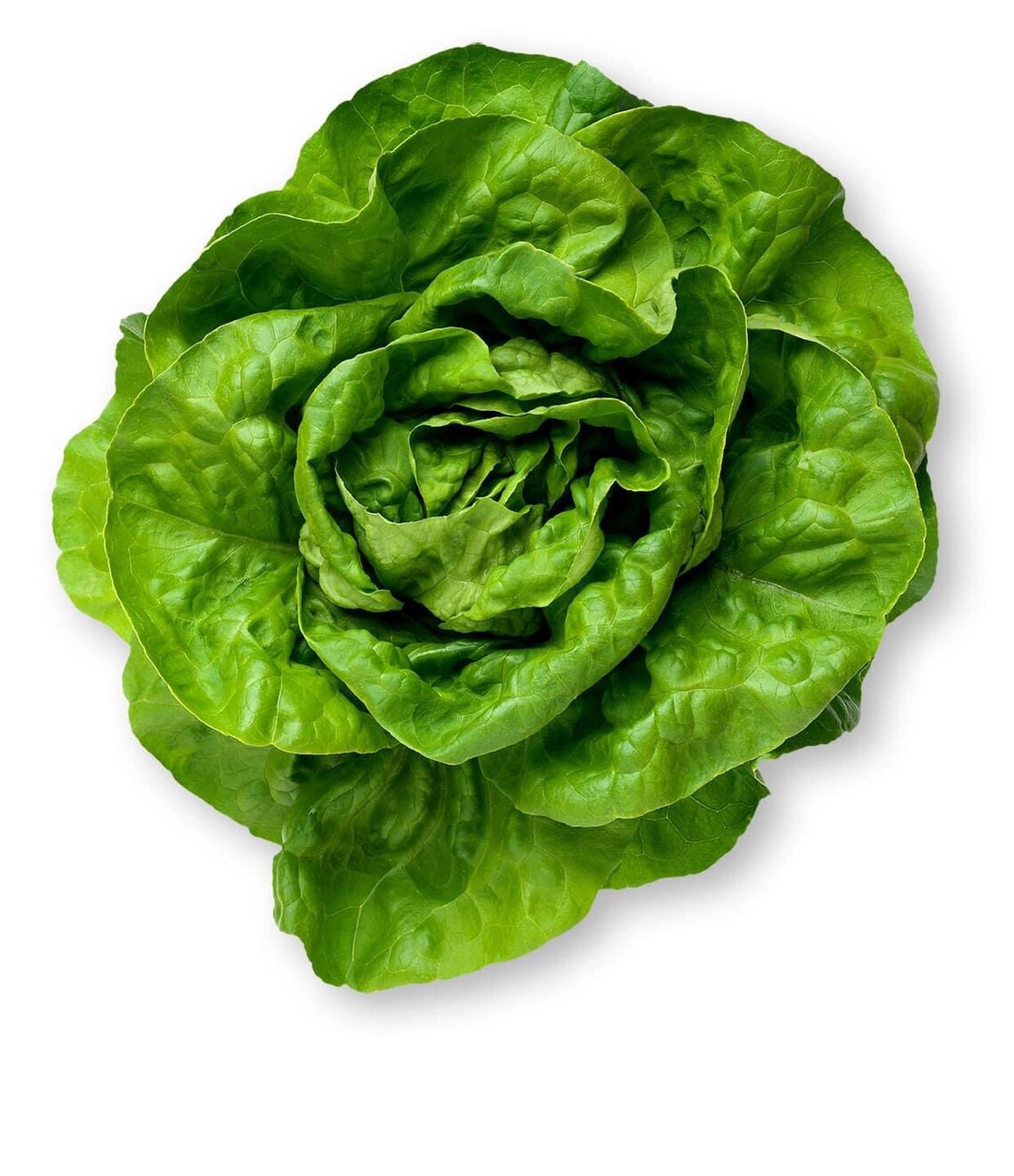 Butterhead Lettuce Seeds Bibb Lettuce Seeds Hạt xà lách búp Etsy España