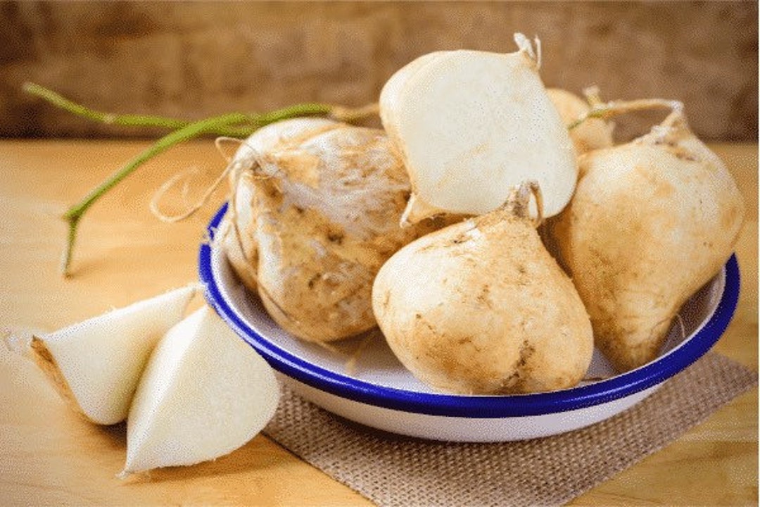 Jicama Mexican Yam Bean Hạt Giống Củ Đậu Củ Sắn Etsy