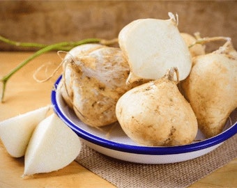 Jicama, Mexican Yam Bean, Hạt giống Củ Đậu, Củ Sắn