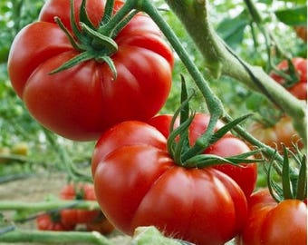 Super Marmander Tomato Seeds, Hạt Cà Chua Đỏ Siêu To