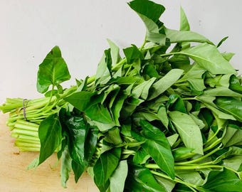 Large Leaf Water Spinach Seeds - China spinach seeds - Hạt rau muống lá to