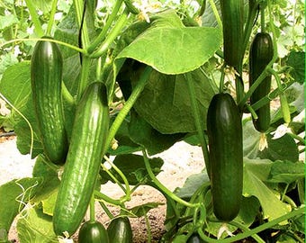 Beita Alpha F1 Cucumber Seeds, Hạt Dưa Leo Chịu Lạnh
