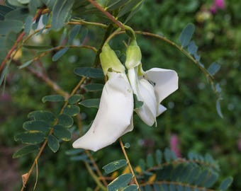 Sesbania Grandiflora Seeds - Humming Bird Veggies,  Hạt So Đũa