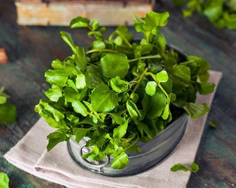Watercress seeds - Hạt xà lách xoong
