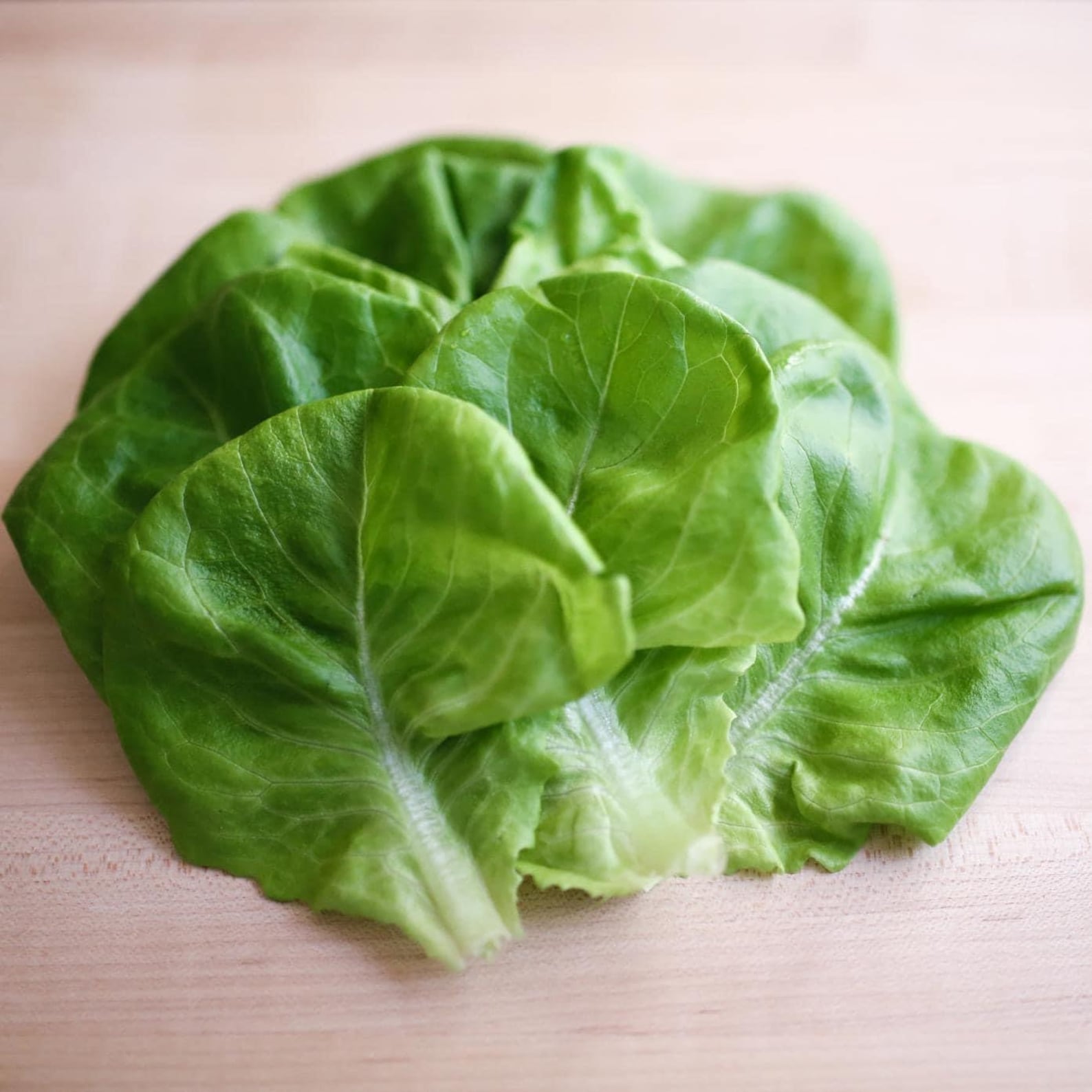 Butterhead Lettuce Seeds Bibb Lettuce Seeds Hạt xà lách búp Etsy España