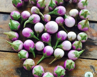 Thai Round Purple Eggplant Seeds, Hạt Cà Pháo Tím
