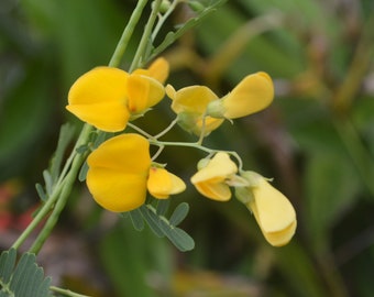 Sesbania Sesban Flower Seeds,  Egyptian Riverhemp Seeds, Hạt giống Bông Điên Điển