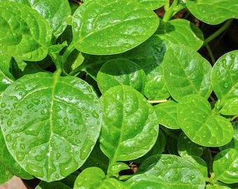 Malabar Seeds, Hạt Mồng Tơi Thân Xanh