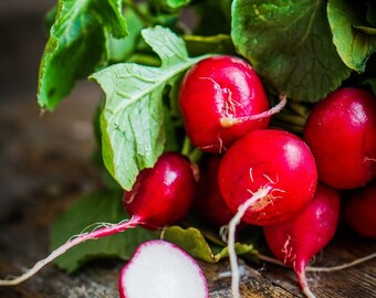 Cherry Belle Radish, Hạt Củ Cải Đỏ Tròn