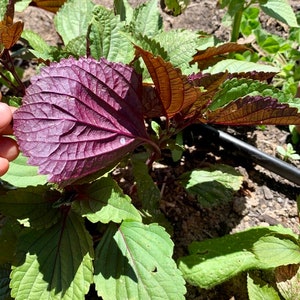 Vietnamese Perilla Frutescens Seed - Hạt Tía Tô
