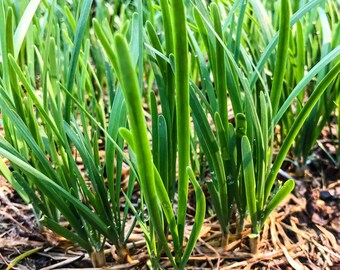 Garlic Chives Leaf Seeds, Hạt Hẹ Lá