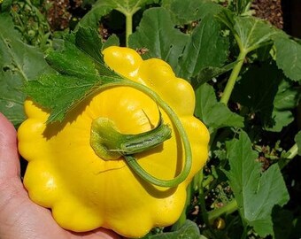 Scallop Yellow Squash Seed - Hạt Bí Đĩa Vàng