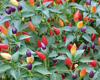 Fire Cracker Pepper Seeds, Colorful Hot Pepper,  Hạt Ớt Ngũ Sắc