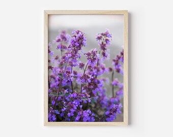 Impressão da fotografia da lavanda de <br> Entrega Rápida? arte de parede lavanda | Roxo | Impressão roxa | Arte de parede de verão e primavera