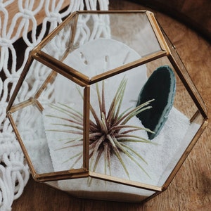 Gold Terrarium W / Türkis Achat Luftpflanze & Muscheln