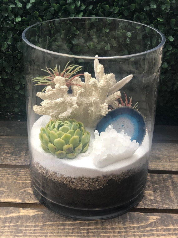 where can i buy a yucca plant near me Yucca Cane for Sale