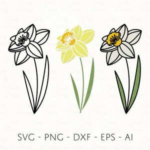 May include: Three illustrations of daffodils. One is a black outline, one is a yellow daffodil with a green stem, and the last is a white daffodil with a green stem.