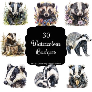 Badger Burrow: 30 aquarel dassen clipartset