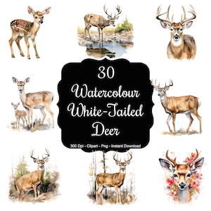 Waldgeflüster: 30 Aquarell Weißwedelhirsche Clipart Set