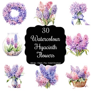 Tonos de jacinto: Conjunto de imágenes prediseñadas de 30 flores de jacinto en acuarela