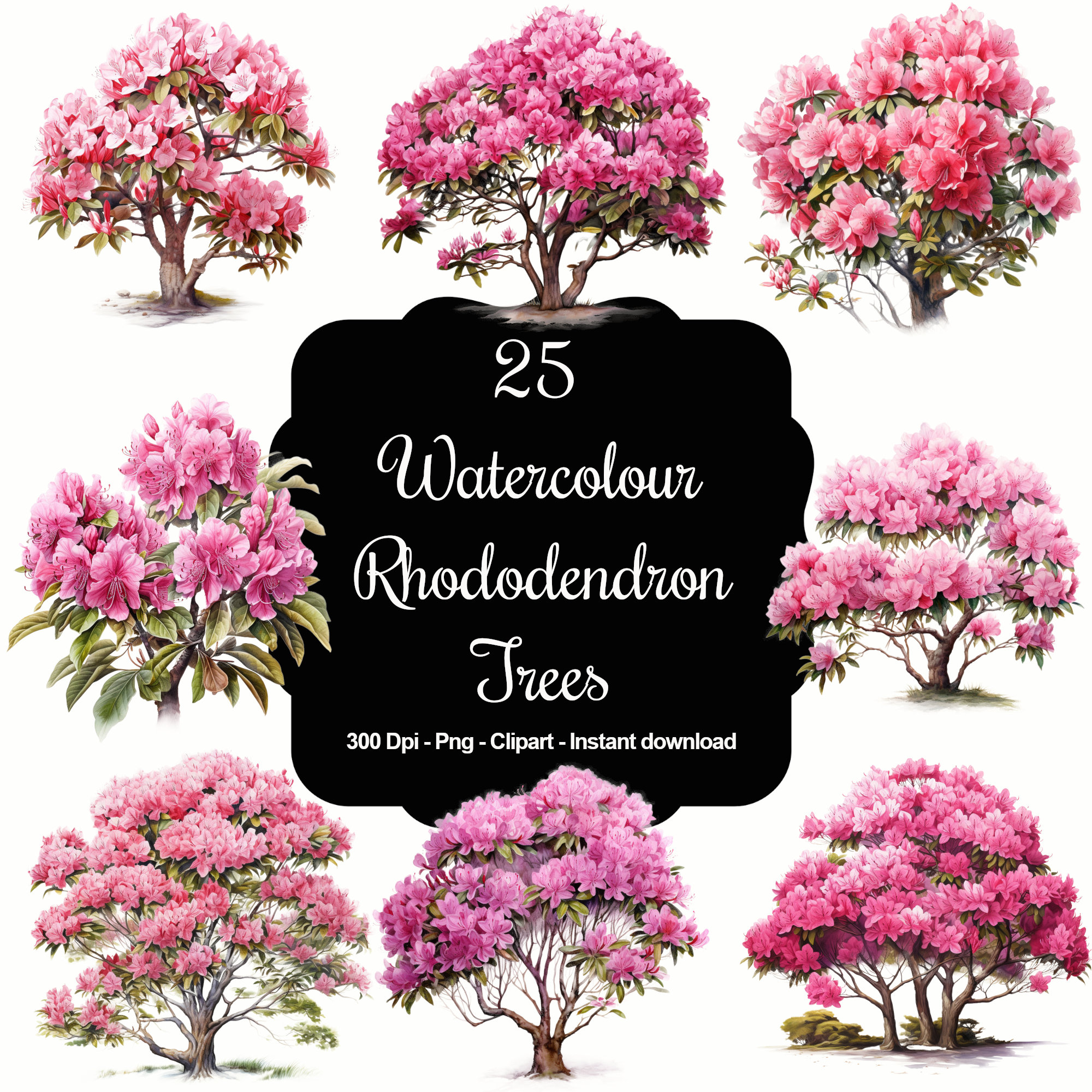 rhododendron scintillation Scintillation Rhododendron  Plant Detectives
