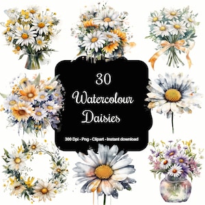 30 Watercolour Daisy Flowers. Bouquets, High Quality Clipart, Instant Download, 300 Dpi, Transparent PNG Files, Commercial use