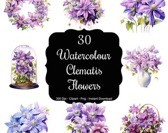 Clematis Cascade: 30 Watercolour Clematis Flowers Clipart Set