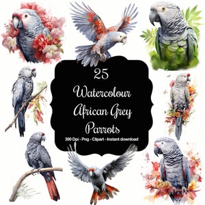 Piume grigie: 25 set di clipart di pappagalli grigi africani ad acquerello