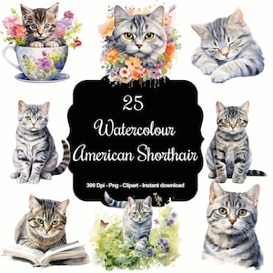 American Feline Elegance: 25 Amerikanische Kurzhaar Katzen Aquarell Clipart Set