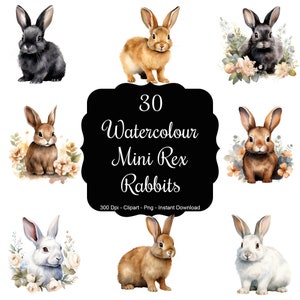 Mini Rex Magic: 30 Aquarell Mini Rex Kaninchen Clipart Set